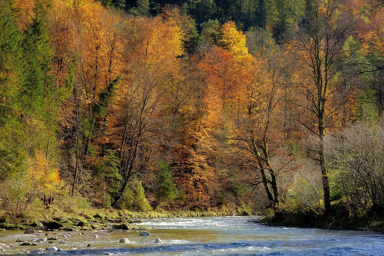 A Year on the Same Bend: Seasonal Changes in a Kingfisher's River