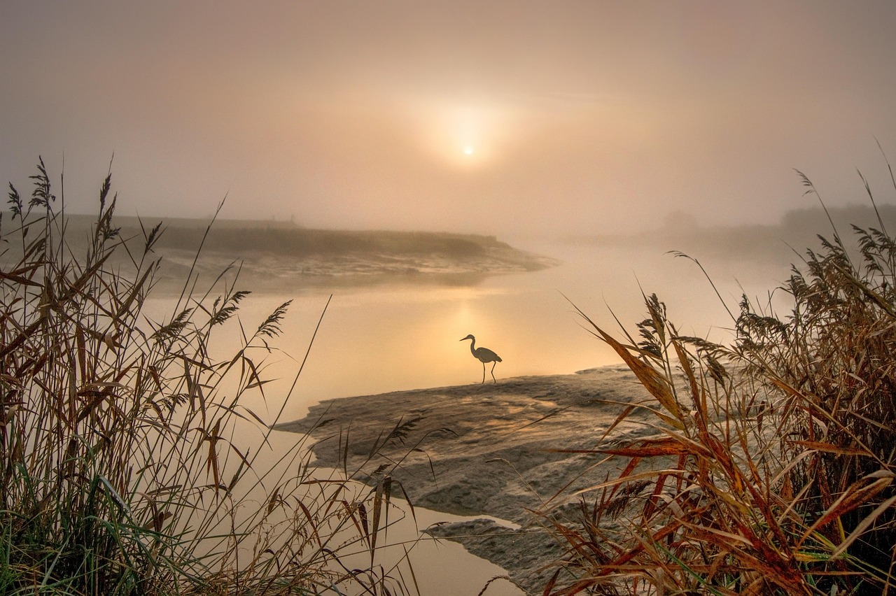Before the Sun: Why Dawn Is a Kingfisher Photographer's Secret Weapon