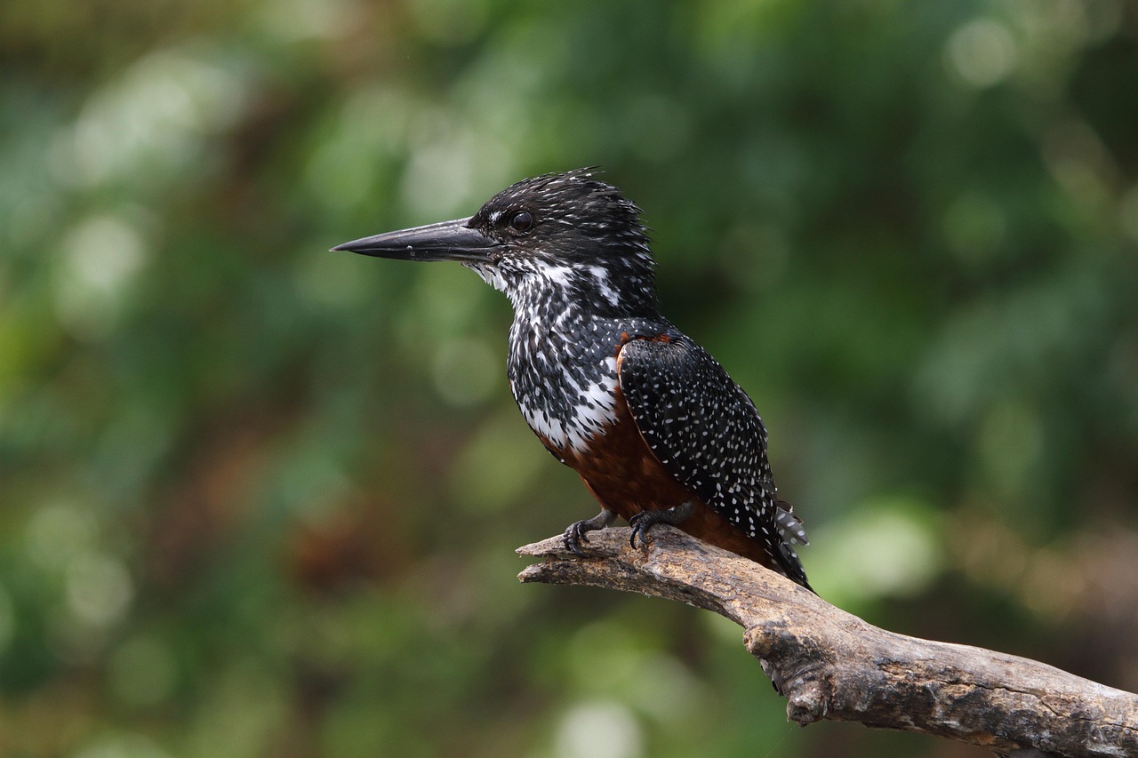 Common Kingfisher or Something Rarer? Sorting Out the Lookalikes