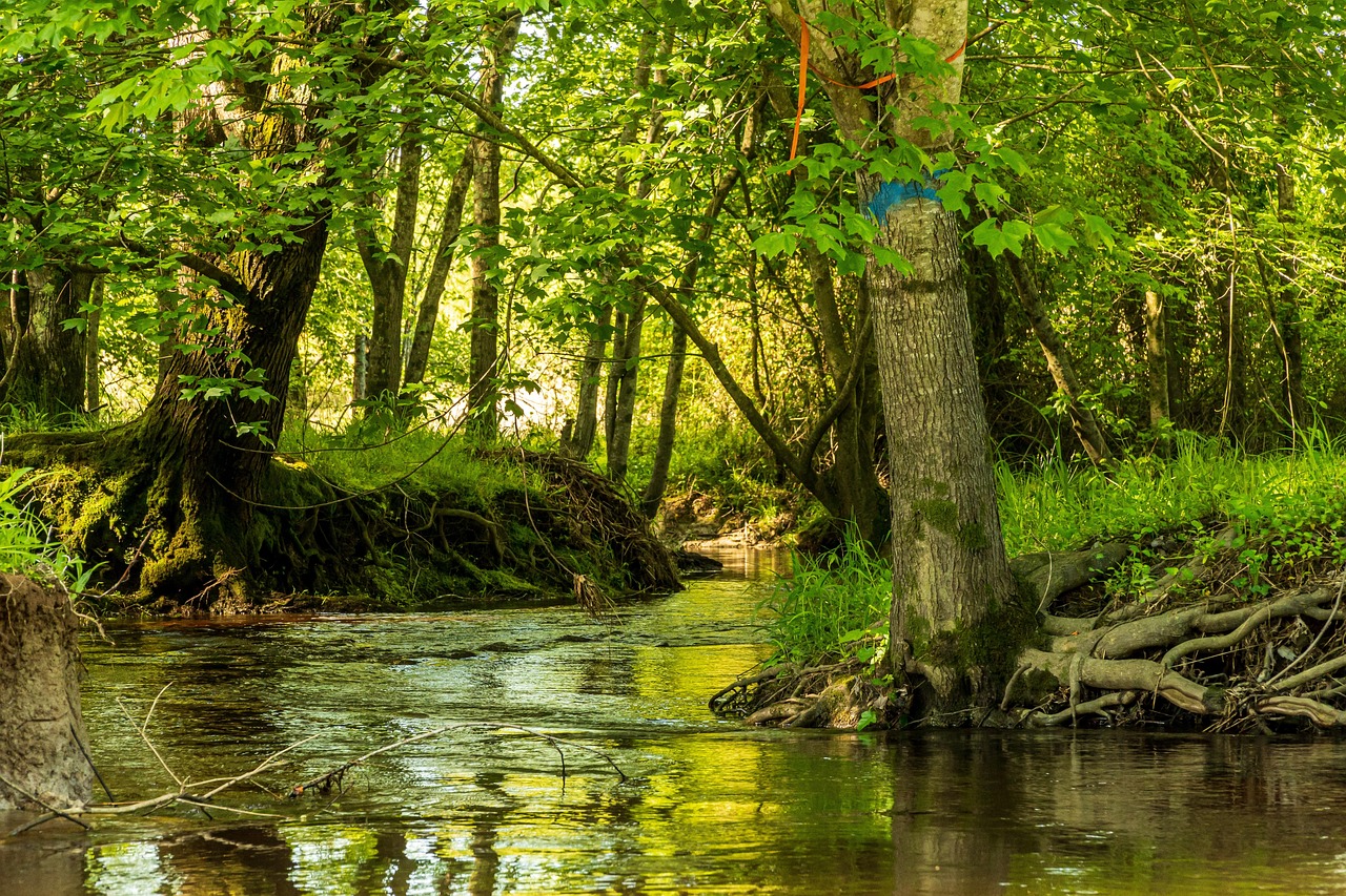 Ethics at the Water's Edge: Watching Kingfishers Without Harming Them