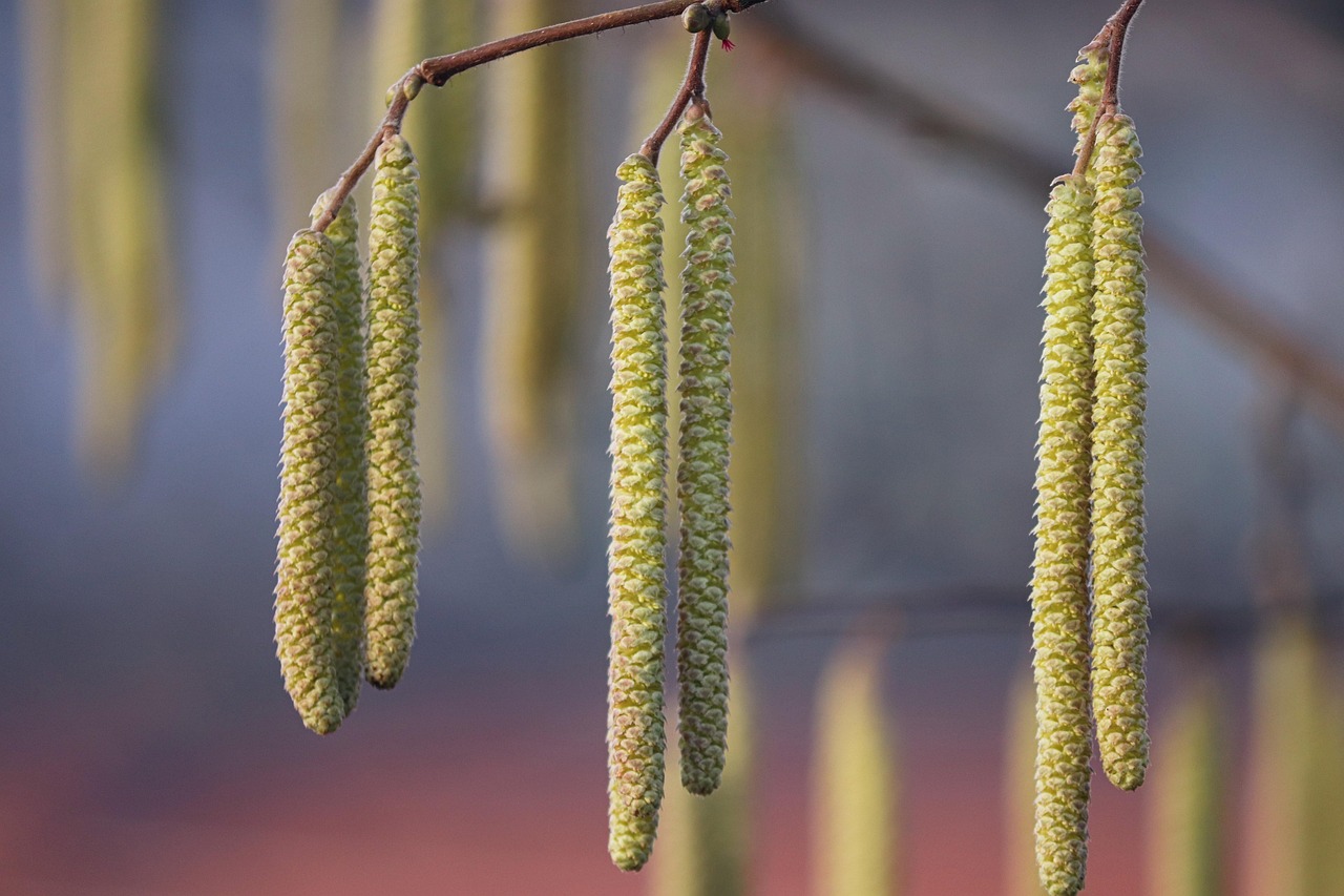 Reading a River: Habitat Clues That Lead You to Kingfishers