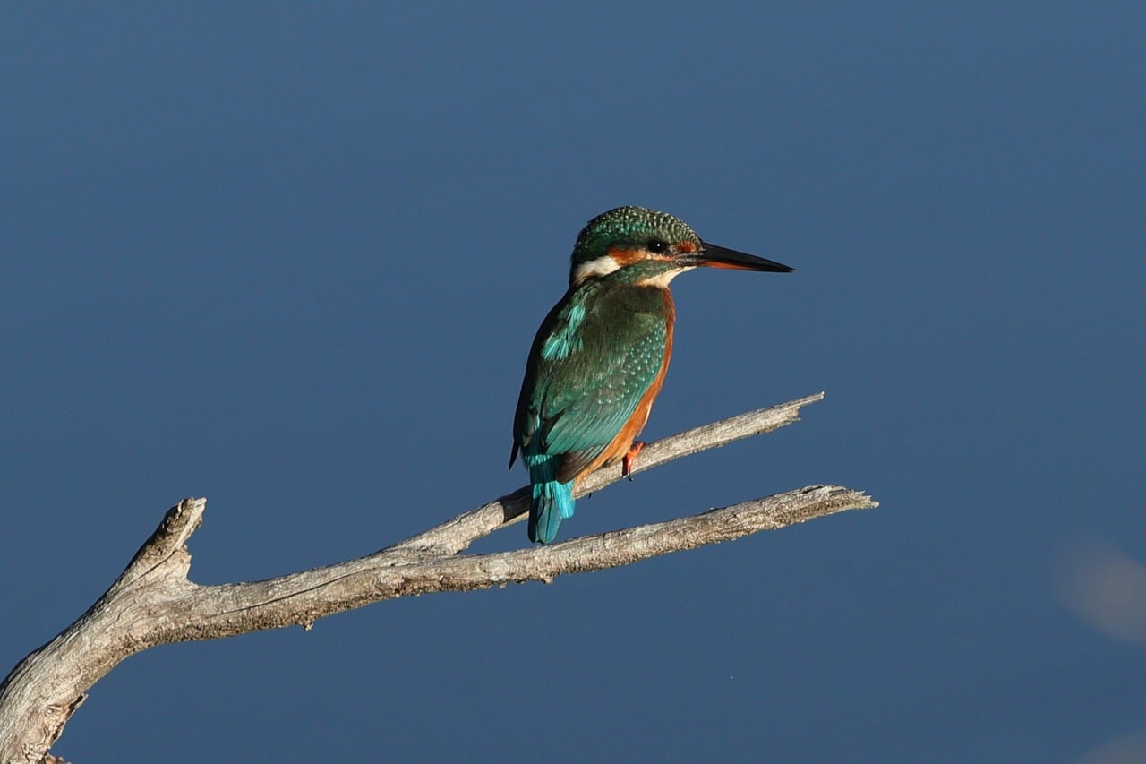 The Perch Problem: Why Kingfishers Choose One Branch Over Another